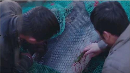 国产电影大鱼视频