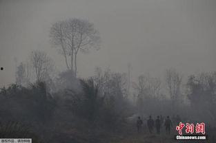 国产森林大火视频